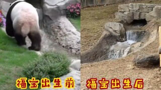 【Fubao】"Ketika Fubao lahir, tidak ada rumput yang tumbuh"