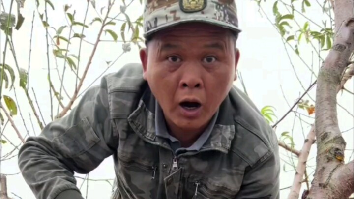 ยางไหลจากต้นไม้ผลคือการสูญเสียสารอาหารในต้นไม้ ให้ใช้สารละลายกำมะถันหินปัดประมาณสิบวันครั้ง ปัดสองถึ