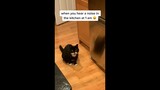 Cat Hilariously Reacts to Two Creepy Snakes! #Shorts