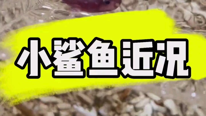 The Sequel of Little Shark Lamborghini and Kenny