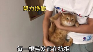这只橘猫会认人，谢谢当初的流浪猫选择了我啊