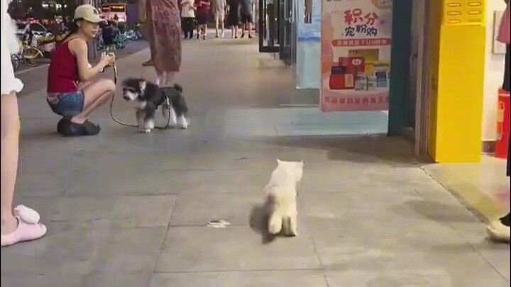 จ่าฝูงแมวตัวร้ายแห่งโลกออนไลน์