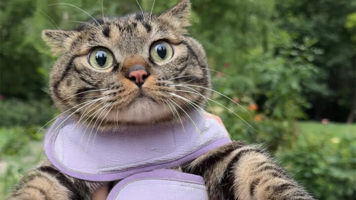 ความรักบังคับกลางแจ้งกับฉู่จวนเป่า!!!