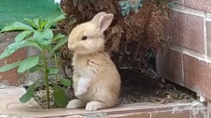 bunny