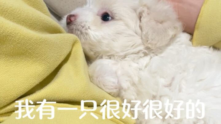 دعوني أقدّم لكم جروي الصغير!