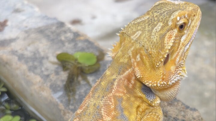 ASMR Bearded Dragon Crunching Dubia Roaches