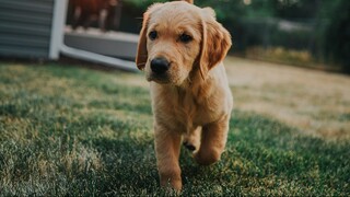 good boy ( asong hindi iniwan ang amo hanggang huli)