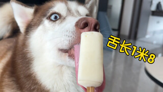 ฮัสกี้กินไอศกรีมแท่ง บอร์เดอร์คอลลี่กินไอศกรีมแท่ง ความแตกต่างในพฤติกรรมการกินของพวกมันนั้นชัดเจน!