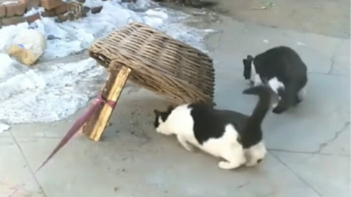 ปฏิกิริยาของแมวนั้นเร็วกว่าของมนุษย์ถึงเจ็ดเท่า!