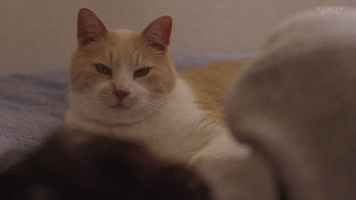 Gu Gu Datte Neko de Aru EP01 ซับไทย