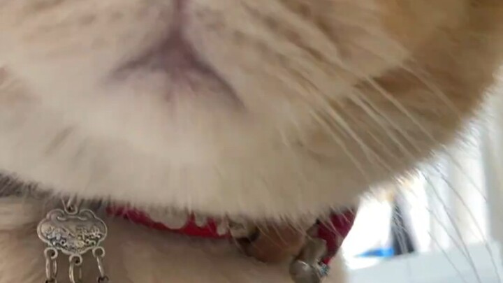 Pamerin kucing kecil di rumah kalian!