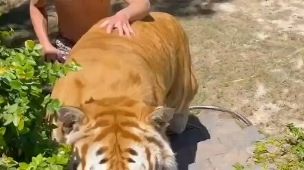 A wealthy foreign dude adopted a baby tiger as a pet—and once it grew up, it became his loyal bodygu