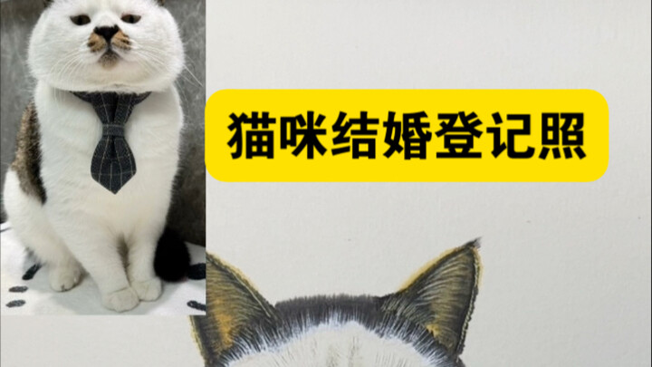 Cat wedding registration photo—handsome, isn’t it?
