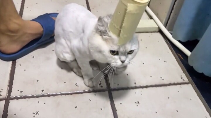 “ไม่มีแมวตัวไหนที่เลี้ยงไปโดยเปล่าประโยชน์”