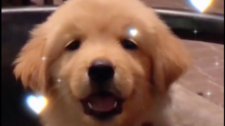 เฮ้! ลูกหมาโกลเด้นตัวน้อย! ก็คุณนั่นแหละ!