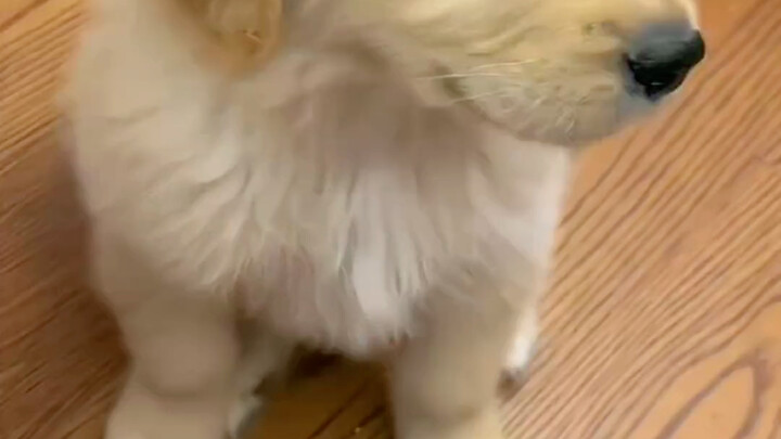 جرو جولدن ريتريفر لطيف