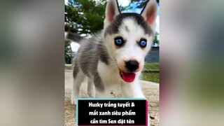 Như này đủ ngáo chưa cả nhà tuitienpet petonesaigon dcgr husky