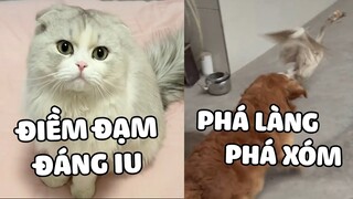 TINH TINH | Khi SEN có 1 MÈO CON ngoan ngoãn và 1 CHIẾC CHÓ không nghe lời | Pets TV