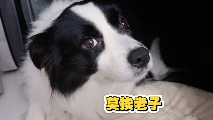 Ini akibat menginjak cakar anjing, udah dua jam nih nginepinnya…