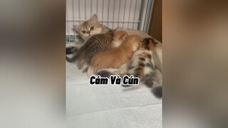 Vì sao nó ghét nhau giờ tôi vẫn chịu  cat mèo cute