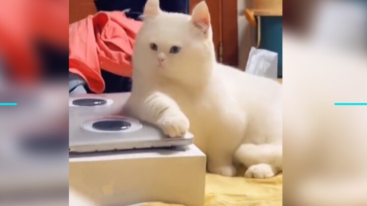 "A Cat I've Seen Before" – A Collection of Confusing Behaviors