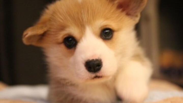 Tỷ lệ tử vong 100%