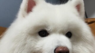 The puppy will put down its ears in advance when you touch it