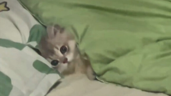 Chú mèo con lần đầu tiên biết tự đắp chăn