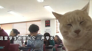 Kucing Senior, kamu di sini lagi, siapa yang kamu tunggu?