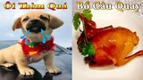 Dương KC | Bông Bé Bỏng Ham Ăn #10 | chó thông minh đáng yêu | funny cute smart dog pets Thú Cưng TV