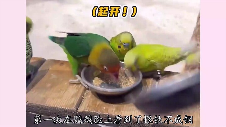 لأول مرة أرى في وجه الببغاء نظرة الحسرة والعجز، والضربة الأخيرة كانت مفعمة بالمشاعر بشكل واضح.