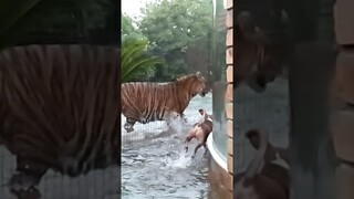 Tiger in water
