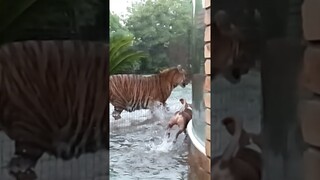 Tiger in water