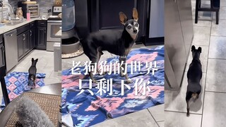 你的世界很大，但狗狗的世界只有你