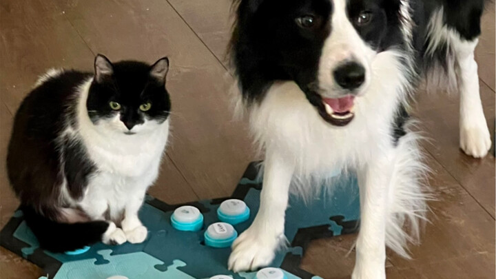 The puppy got beaten, and it said it felt wronged~