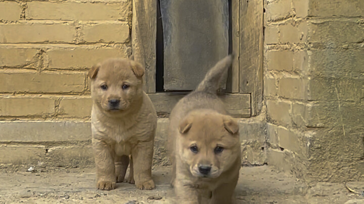Dulu hampir setiap rumah punya lubang anjing, pintu kecil khusus untuk anjing, tapi sekarang semakin