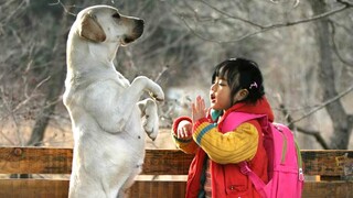 After Her Mother Abandons Her, This Little Girl Is Taken Care Of And Brought Up By Her Dog