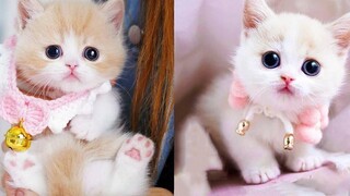 Baby Cats - รวมวิดีโอแมวน่ารักและตลก 41 Aww สัตว์