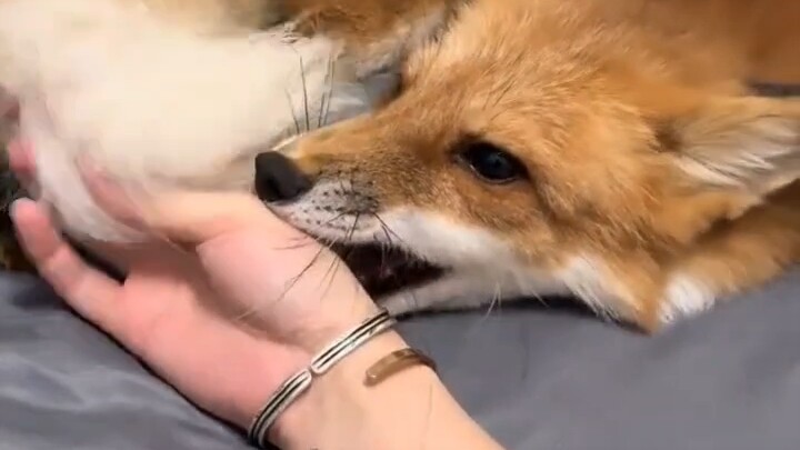ลูกจิ้งจอกตัวน้อยน่ารักจนทนไม่ไหวแล้ว!
