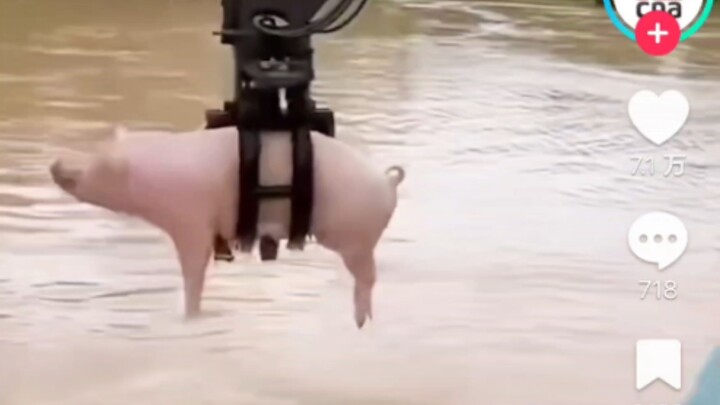 Di TikTok, warga asing menyaksikan tukang China menyelamatkan babi yang jatuh ke air dengan ekskavat