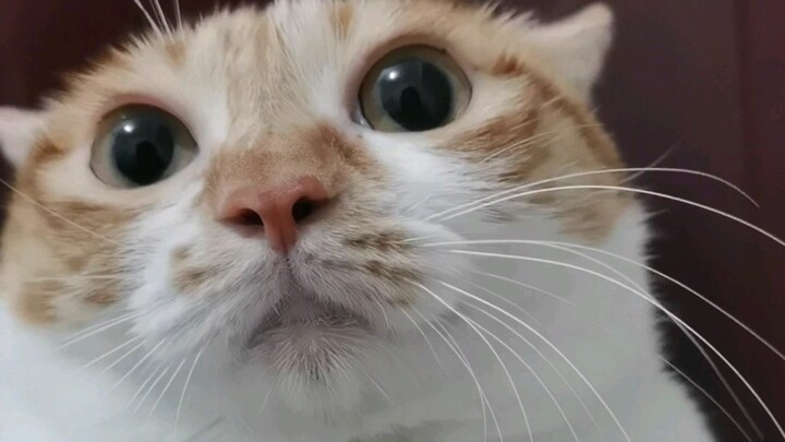 I won’t let any dog out there have never tasted mooncakes!