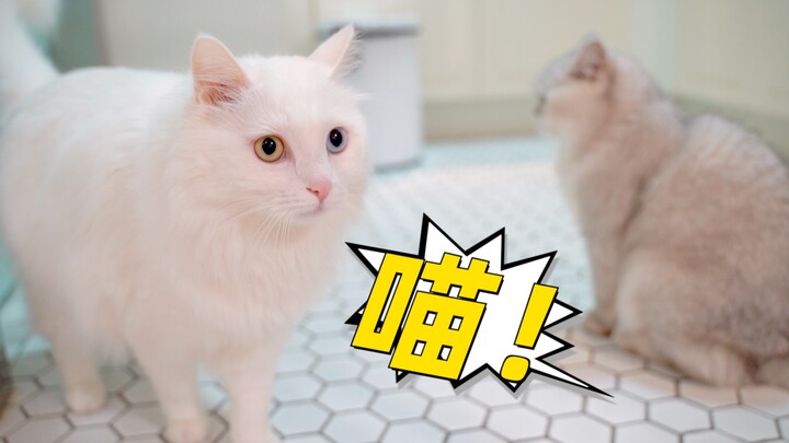 Đừng bao giờ cho mèo nghe tiếng meo meo của mèo con, mèo cái đã triệt sản mà nghe xong là muốn làm m