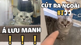 Hoàng Thượng HÁO SẮC rình sen tắm và cái kết ko thể đắng hơn | Pets TV