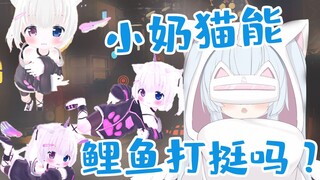 直播被观众要求鲤鱼打挺的小奶猫