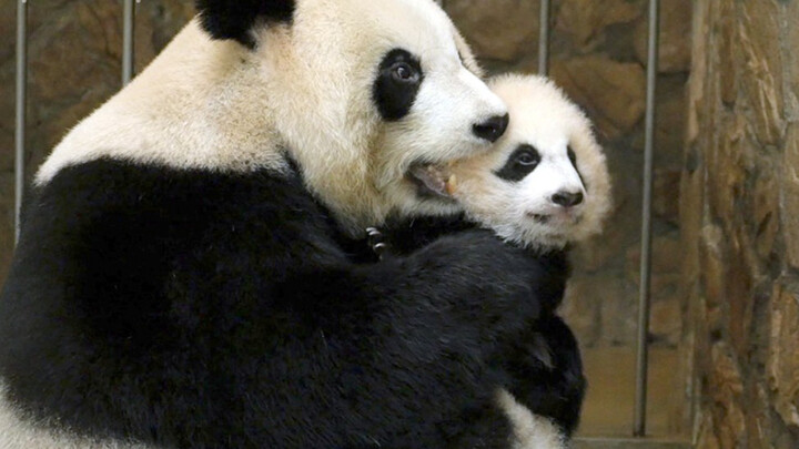 [Panda Raksasa Jinhu] Anaknya Nyaman Di Dalian, Hanya Tak Ada Istri