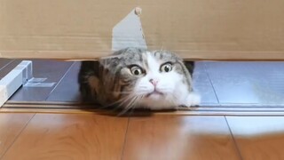 Kucing cair yang agak mengental~