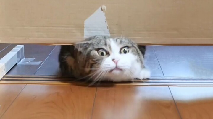 A slightly solidified liquid cat~