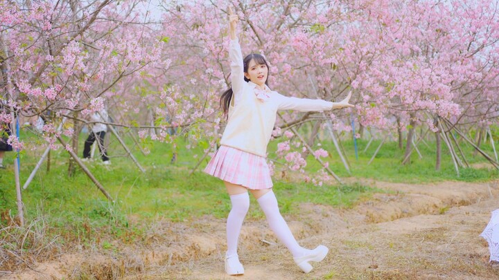 Oh, I'm so sorry the cherry blossoms are so beautiful.