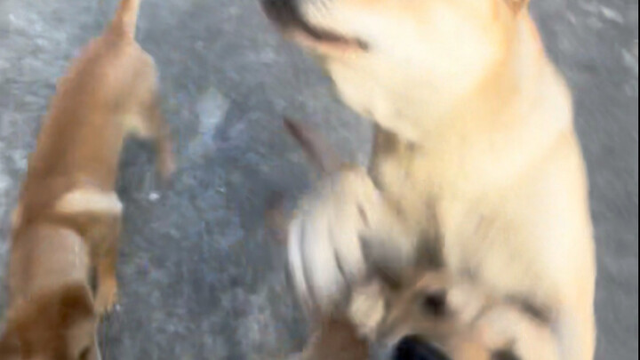 Bạn đến từ Đan Đông～