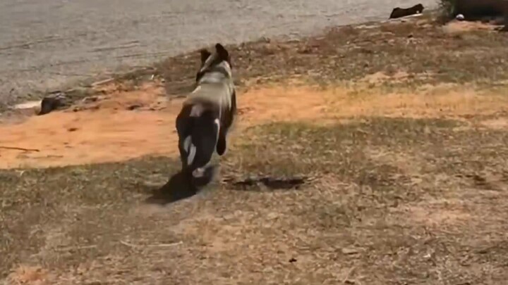 He's faster than Usain Bolt